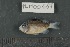  (Stegastes albifasciatus - FLMOO_667)  @14 [ ] No Rights Reserved  Unspecified Unspecified
