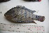  ( - FH01)  @14 [ ] CreativeCommons - Attribution Non-Commercial Share-Alike (2014) Unspecified National Fisheries Research and Development Institute, Philippines