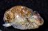  (Haminoeidae - BFLA-354)  @14 [ ] Copyright (2008) Unspecified Florida Musuem of Natural History