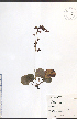  ( - JRM100)  @11 [ ] CreativeCommons - Attribution  Unspecified Centre for Biodiversity Genomics