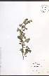  ( - JRM109)  @11 [ ] CreativeCommons - Attribution  Unspecified Centre for Biodiversity Genomics