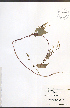  ( - JRM113)  @11 [ ] CreativeCommons - Attribution  Unspecified Centre for Biodiversity Genomics