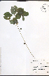  ( - JRM201)  @11 [ ] CreativeCommons - Attribution  Unspecified Centre for Biodiversity Genomics