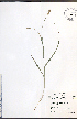  ( - JRM218)  @11 [ ] CreativeCommons - Attribution  Unspecified Centre for Biodiversity Genomics