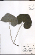  ( - JRM222)  @11 [ ] CreativeCommons - Attribution  Unspecified Centre for Biodiversity Genomics