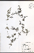  ( - JRM237)  @11 [ ] CreativeCommons - Attribution  Unspecified Centre for Biodiversity Genomics