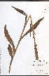  ( - JRM239)  @11 [ ] CreativeCommons - Attribution  Unspecified Centre for Biodiversity Genomics