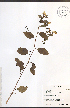  ( - JRM243)  @11 [ ] CreativeCommons - Attribution  Unspecified Centre for Biodiversity Genomics