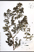  ( - JRM246)  @11 [ ] CreativeCommons - Attribution  Unspecified Centre for Biodiversity Genomics
