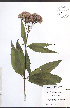  ( - JRM247)  @11 [ ] CreativeCommons - Attribution  Unspecified Centre for Biodiversity Genomics
