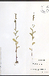  (Lobelia inflata - JRM263)  @11 [ ] CreativeCommons - Attribution  Unspecified Centre for Biodiversity Genomics