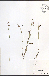  ( - JRM265)  @11 [ ] CreativeCommons - Attribution  Unspecified Centre for Biodiversity Genomics