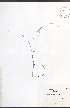  ( - JRM267)  @11 [ ] CreativeCommons - Attribution  Unspecified Centre for Biodiversity Genomics
