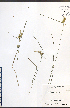  ( - JRM272)  @11 [ ] CreativeCommons - Attribution  Unspecified Centre for Biodiversity Genomics