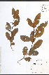  ( - JRM306)  @11 [ ] CreativeCommons - Attribution  Unspecified Centre for Biodiversity Genomics