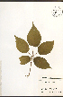  ( - NTW1024)  @11 [ ] CreativeCommons - Attribution  Unspecified Centre for Biodiversity Genomics