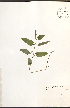  ( - NTW1033)  @11 [ ] CreativeCommons - Attribution  Unspecified Centre for Biodiversity Genomics