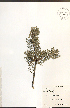  ( - NTW1041)  @11 [ ] CreativeCommons - Attribution  Unspecified Centre for Biodiversity Genomics