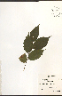 ( - NTW1047)  @11 [ ] CreativeCommons - Attribution  Unspecified Centre for Biodiversity Genomics