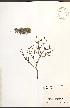  ( - NTW1048)  @11 [ ] CreativeCommons - Attribution  Unspecified Centre for Biodiversity Genomics