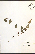  ( - NTW1055)  @11 [ ] CreativeCommons - Attribution  Unspecified Centre for Biodiversity Genomics