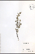  ( - NTW1071)  @11 [ ] CreativeCommons - Attribution  Unspecified Centre for Biodiversity Genomics