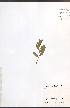  ( - NTW1076)  @11 [ ] CreativeCommons - Attribution  Unspecified Centre for Biodiversity Genomics