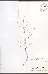  ( - NTW1079)  @11 [ ] CreativeCommons - Attribution  Unspecified Centre for Biodiversity Genomics