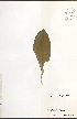  ( - NTW1081)  @11 [ ] CreativeCommons - Attribution  Unspecified Centre for Biodiversity Genomics