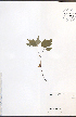  ( - NTW1094)  @11 [ ] CreativeCommons - Attribution  Unspecified Centre for Biodiversity Genomics
