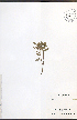  ( - NTW1104)  @11 [ ] CreativeCommons - Attribution  Unspecified Centre for Biodiversity Genomics