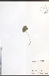  ( - NTW1107)  @11 [ ] CreativeCommons - Attribution  Unspecified Centre for Biodiversity Genomics