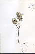  ( - NTW1110)  @11 [ ] CreativeCommons - Attribution  Unspecified Centre for Biodiversity Genomics