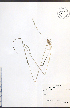  ( - NTW1130)  @11 [ ] CreativeCommons - Attribution  Unspecified Centre for Biodiversity Genomics