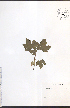  ( - NTW1150)  @11 [ ] CreativeCommons - Attribution  Unspecified Centre for Biodiversity Genomics