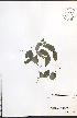  ( - NTW1161)  @11 [ ] CreativeCommons - Attribution  Unspecified Centre for Biodiversity Genomics