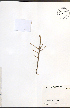  ( - NTW1163)  @11 [ ] CreativeCommons - Attribution  Unspecified Centre for Biodiversity Genomics