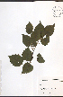  ( - NTW1164)  @11 [ ] CreativeCommons - Attribution  Unspecified Centre for Biodiversity Genomics