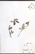  ( - NTW831)  @11 [ ] CreativeCommons - Attribution  Unspecified Centre for Biodiversity Genomics