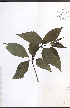  ( - NTW850)  @11 [ ] CreativeCommons - Attribution  Unspecified Centre for Biodiversity Genomics