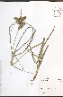  ( - NTW852)  @11 [ ] CreativeCommons - Attribution  Unspecified Centre for Biodiversity Genomics