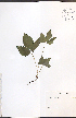  ( - NTW860)  @11 [ ] CreativeCommons - Attribution  Unspecified Centre for Biodiversity Genomics