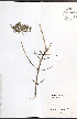  ( - NTW873)  @11 [ ] CreativeCommons - Attribution  Unspecified Centre for Biodiversity Genomics