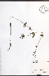  ( - NTW881)  @11 [ ] CreativeCommons - Attribution  Unspecified Centre for Biodiversity Genomics
