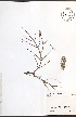 ( - NTW887)  @11 [ ] CreativeCommons - Attribution  Unspecified Centre for Biodiversity Genomics