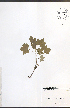  ( - NTW890)  @11 [ ] CreativeCommons - Attribution  Unspecified Centre for Biodiversity Genomics