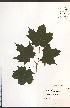  ( - NTW934)  @11 [ ] CreativeCommons - Attribution  Unspecified Centre for Biodiversity Genomics