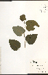  ( - NTW947)  @11 [ ] CreativeCommons - Attribution  Unspecified Centre for Biodiversity Genomics
