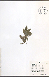  ( - NTW948)  @11 [ ] CreativeCommons - Attribution  Unspecified Centre for Biodiversity Genomics