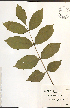  ( - NTW978)  @11 [ ] CreativeCommons - Attribution  Unspecified Centre for Biodiversity Genomics